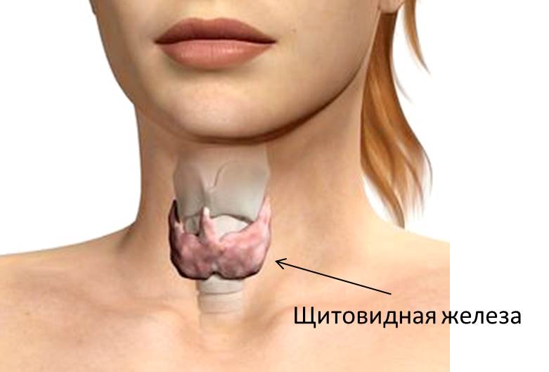 Заболевания щитовидной железы – лечение, причины, диагностика