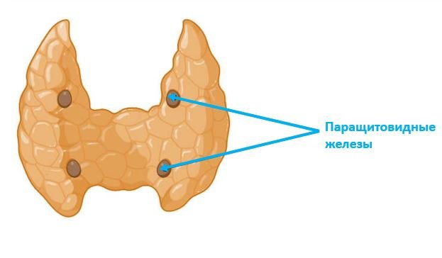 Заболевания паращитовидных желез - сеть клиник Семейный доктор (Москва) - Изображение 1