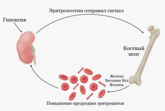 Эритропоэтин - Сеть клиник АО Семейный доктор (Москва) - Изображение 1